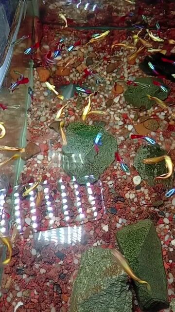 Cá 7 màu Full Gold Vàng. Mua bán Thú cưng khác tại Thành phố Thủ Đức Tp Hồ Chí Minh được đăng bởi trần thị thảo giang hình 1
