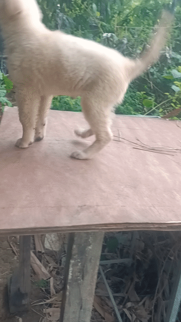 một em xù vàng kem. Mua bán Chó tại Huyện Mê Linh Hà Nội được đăng bởi Nguyễn duy hội  hình 1
