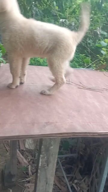 một em xù vàng kem. Mua bán Chó tại Huyện Mê Linh Hà Nội được đăng bởi Nguyễn duy hội  hình 1