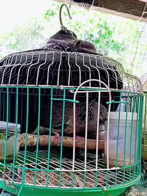 Trống Thái Thổ Bầu. Mua bán Chim tại Huyện Lấp Vò Đồng Tháp được đăng bởi PH Dinh hình 1