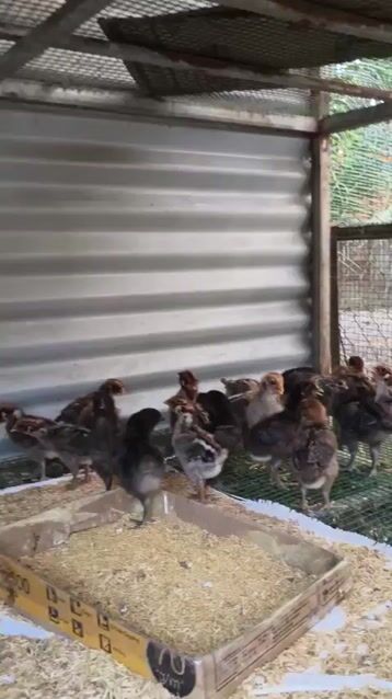 Gà Ai Cập vằn đã tiêm phòng. Mua bán Gà tại Huyện Hóc Môn Tp Hồ Chí Minh được đăng bởi Trần Thị Diệu Ni hình 1