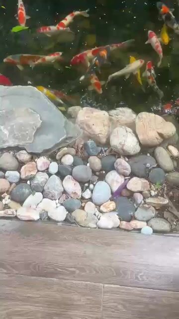 Cá Koi Nhật Bản Đa sắc Nhỏ. Mua bán Thú cưng khác tại Thành phố Thủ Đức Tp Hồ Chí Minh được đăng bởi Nguyễn Ngọc Đức hình 1