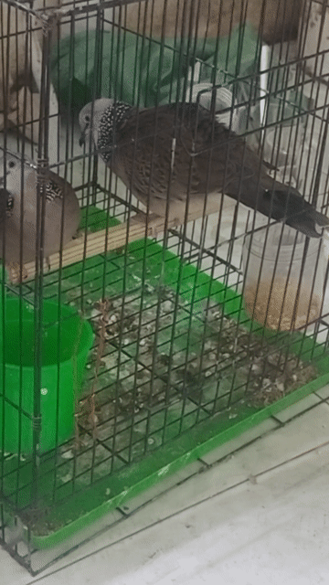 Chim cu Nâu Cả hai Đã sinh sản. Mua bán Chim tại Quận 8 Tp Hồ Chí Minh được đăng bởi trung hình 1