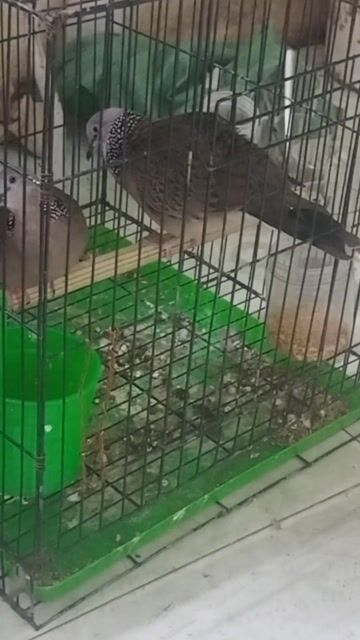 Chim cu Nâu Cả hai Đã sinh sản. Mua bán Chim tại Quận 8 Tp Hồ Chí Minh được đăng bởi trung hình 1