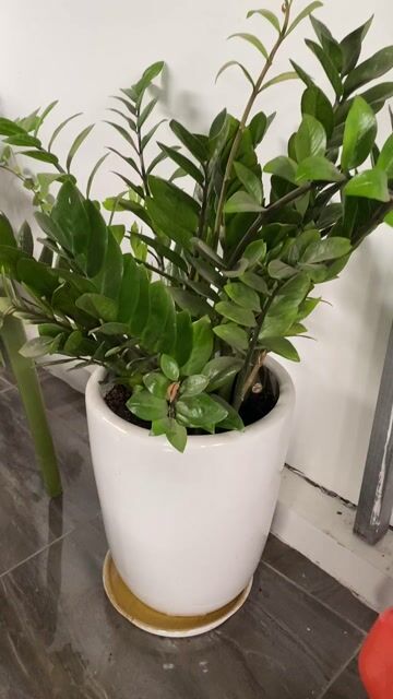 Cây cảnh Kim tiền Xanh lá chậu Trắng 2 chậu. Mua bán Cây cảnh, đồ trang trí tại Quận Nam Từ Liêm Hà Nội được đăng bởi Hoàng Trường hình 1