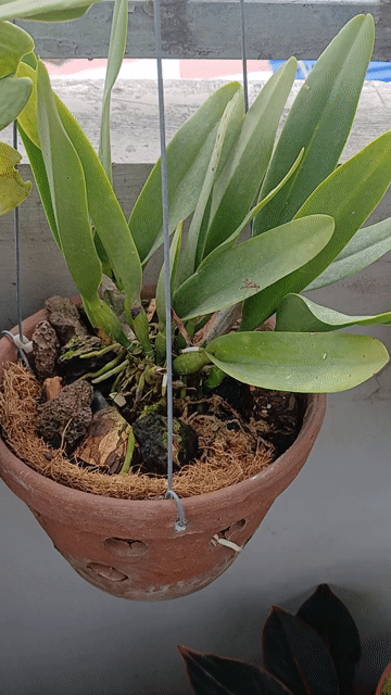 Hoa lan Mini Trắng, Tím. Mua bán Cây cảnh, đồ trang trí tại Quận Phú Nhuận Tp Hồ Chí Minh được đăng bởi Tony Phat hình 1