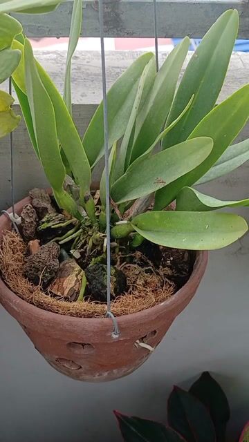 Hoa lan Mini Trắng, Tím. Mua bán Cây cảnh, đồ trang trí tại Quận Phú Nhuận Tp Hồ Chí Minh được đăng bởi Tony Phat hình 1