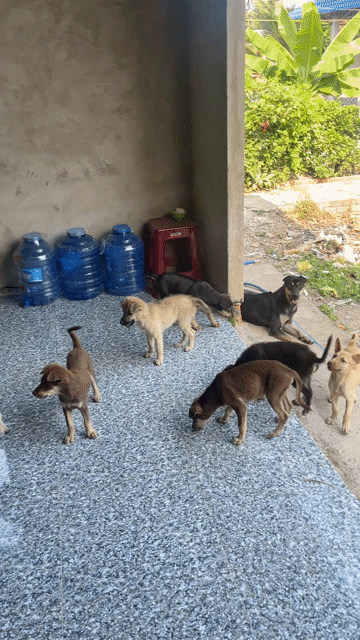 Chó cỏ lai Phú Quốc. Mua bán Chó tại Huyện Châu Thành Tiền Giang được đăng bởi Phiến Hồ hình 1