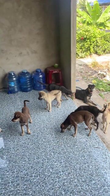 Chó cỏ lai Phú Quốc. Mua bán Chó tại Huyện Châu Thành Tiền Giang được đăng bởi Phiến Hồ hình 1