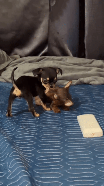 Chó Fox hươu cái 3.5 tháng. Mua bán Chó tại Quận 10 Tp Hồ Chí Minh được đăng bởi Thành Nguyễn hình 1
