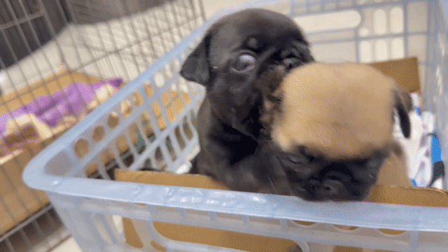 Chó Pug Đen Nâu Sức khỏe tốt. Mua bán Chó tại Quận Bình Tân Tp Hồ Chí Minh được đăng bởi Sơn Nguyễn Hồng hình 1