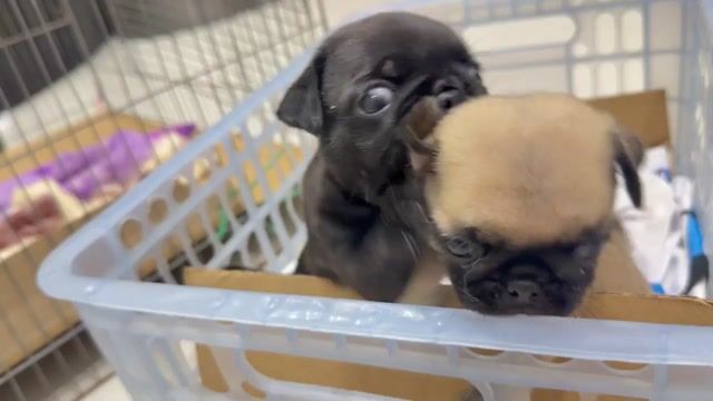 Chó Pug Đen Nâu Sức khỏe tốt. Mua bán Chó tại Quận Bình Tân Tp Hồ Chí Minh được đăng bởi Sơn Nguyễn Hồng hình 1