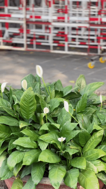 AB 125 2018 BSTP CHÍNH CHỦ CÓ BÁN GÓP. Mua bán Xe máy tại Thành phố Thủ Đức Tp Hồ Chí Minh được đăng bởi XE MÁY CỦ  hình 1