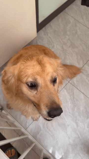 Chó Golden Retriever cái. Mua bán Chó tại Huyện Hoài Đức Hà Nội được đăng bởi Lạc Lạc  hình 1