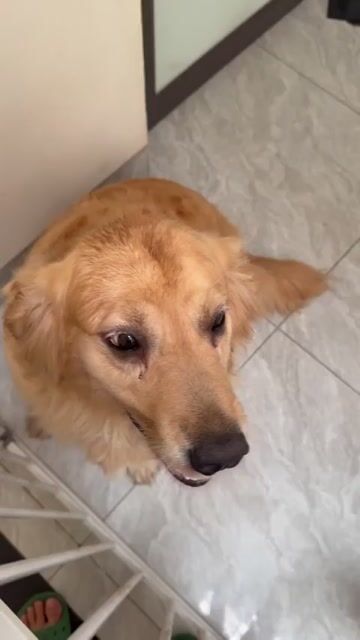 Chó Golden Retriever cái. Mua bán Chó tại Huyện Hoài Đức Hà Nội được đăng bởi Lạc Lạc  hình 1