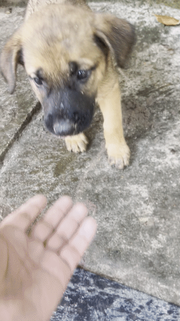 Chó Pitbull cái màu Đen. Mua bán Chó tại Quận Ngũ Hành Sơn Đà Nẵng được đăng bởi nguyen khoa hình 1