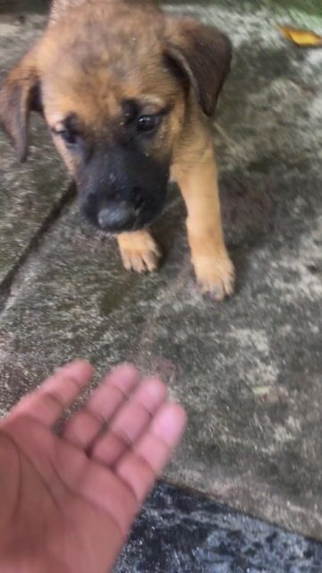 Chó Pitbull cái màu Đen. Mua bán Chó tại Quận Ngũ Hành Sơn Đà Nẵng được đăng bởi nguyen khoa hình 1