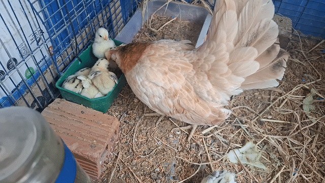trọn bầy serama 8 con. Mua bán Gà tại Quận 3 Tp Hồ Chí Minh được đăng bởi Đặng thanh tuấn hình 1