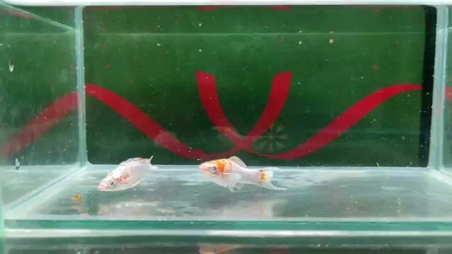 Cá molly Sakura mắt mù. Mua bán Thú cưng khác tại Quận 6 Tp Hồ Chí Minh được đăng bởi Tiến Phạm hình 1