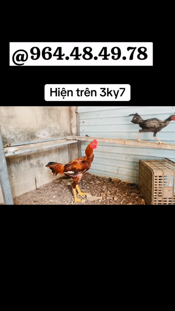 Gà Mỹ  Ấn Độ Rặc Nâu đỏ 3.7kg. Mua bán Gà tại Thị xã Bến Cát Bình Dương được đăng bởi Vương Tài hình 1