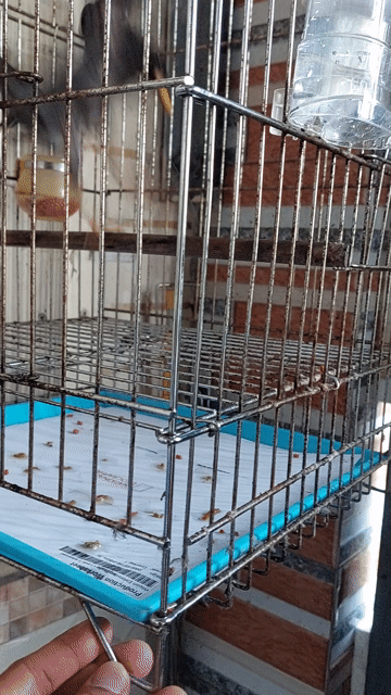 Chim sáo đen bụng trắng đã tự ăn. Mua bán Chim tại Huyện Hóc Môn Tp Hồ Chí Minh được đăng bởi Jun hình 1