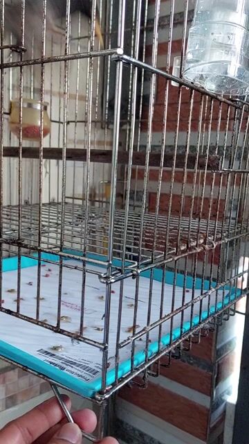 Chim sáo đen bụng trắng đã tự ăn. Mua bán Chim tại Huyện Hóc Môn Tp Hồ Chí Minh được đăng bởi Jun hình 1