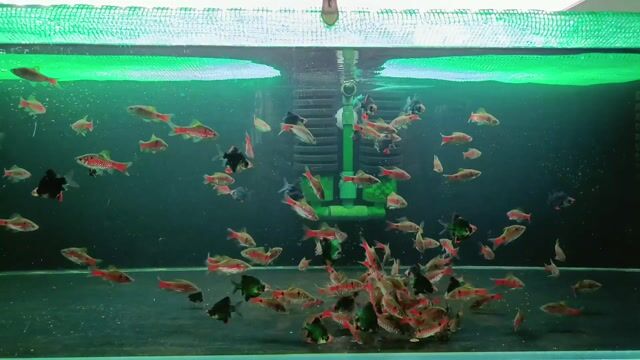 Cá diếc vảy rồng . Mua bán Thú cưng khác tại Quận 10 Tp Hồ Chí Minh được đăng bởi phát hình 1