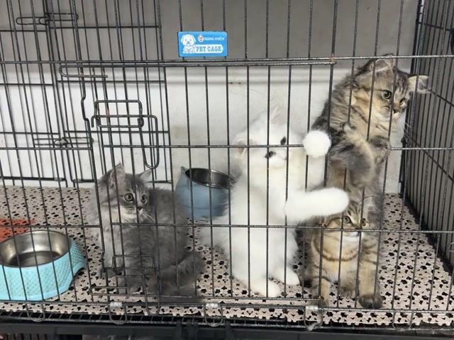 Mèo Anh lông ngắn và dài xinh. Mua bán Mèo tại Thành phố Thủ Đức Tp Hồ Chí Minh được đăng bởi Viet Meow 233a Dương Đình Hội Q9 hình 1