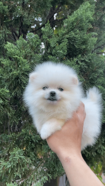 Chó Pomeranian mini teacup có giấy. Mua bán Chó tại Quận Thanh Khê Đà Nẵng được đăng bởi Chaien Pet Shop hình 1