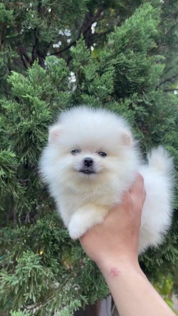 Chó Pomeranian mini teacup có giấy. Mua bán Chó tại Quận Thanh Khê Đà Nẵng được đăng bởi Chaien Pet Shop hình 1