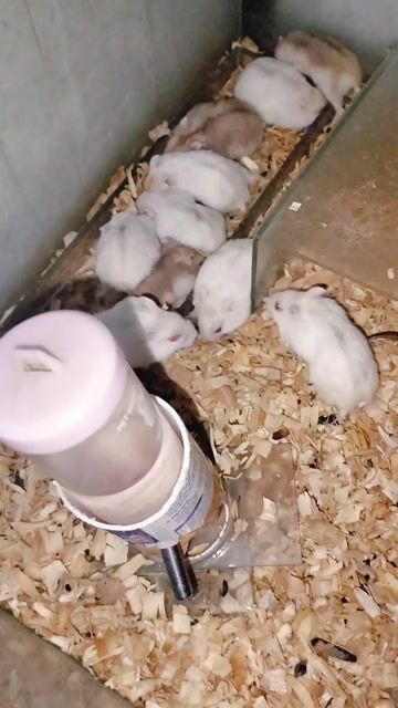 Chuột Hamster Winter White. Mua bán Thú cưng khác tại Huyện Phú Tân An Giang được đăng bởi Diễm Loan hình 1