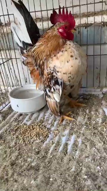 Gà Serama trống trưởng thành 450k. Mua bán Gà tại Quận Ninh Kiều Cần Thơ được đăng bởi huỳnh  hình 1