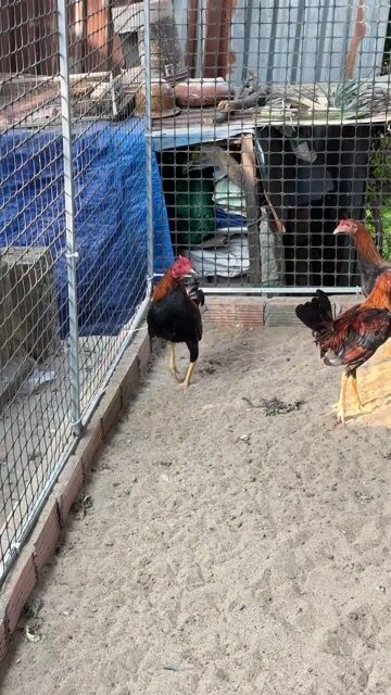 Gà Cuban Hatch trống 4 tháng. Mua bán Gà tại Huyện Vĩnh Thạnh Cần Thơ được đăng bởi Thạch Nguyễn hình 1