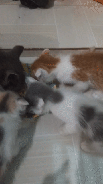 Mèo anh lông ngắn Đa sắc. Mua bán Mèo tại Huyện Lai Vung Đồng Tháp được đăng bởi Nhat thanh hình 1