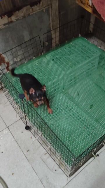 Chó Chihuahua Đực Đen vàng Gần 2 tuổi. Mua bán Chó tại Quận 8 Tp Hồ Chí Minh được đăng bởi Chihuahua nhà ZoZo hình 1