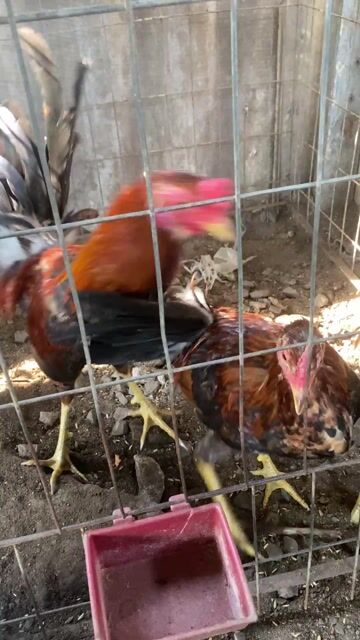 chuối chớp xanh chớp bầy 3 con. Mua bán Gà tại Thành phố Biên Hòa Đồng Nai được đăng bởi Minh Thiện BH  hình 1