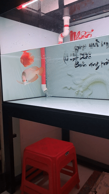 Cá Rồng Huyết Long 32cm Đỏ. Mua bán Thú cưng khác tại Quận 12 Tp Hồ Chí Minh được đăng bởi Nguyễn An Thái hình 1