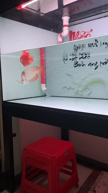 Cá Rồng Huyết Long 32cm Đỏ. Mua bán Thú cưng khác tại Quận 12 Tp Hồ Chí Minh được đăng bởi Nguyễn An Thái hình 1