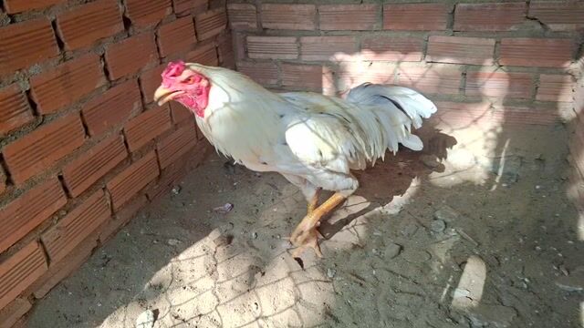 Gà thái mỹ 3k2 zin thanh lý lỗi cánh. Mua bán Gà tại Huyện Định Quán Đồng Nai được đăng bởi TRẠI GÀ XUÂN LÃM hình 1