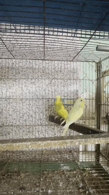 Chim Yến phụng Hà Lan Vàng. Mua bán Chim tại Thành phố Sóc Trăng Sóc Trăng được đăng bởi Dự Đức hình 1