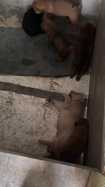 Chó con nhiều màu mập mạp dễ chăm. Mua bán Chó tại Quận Tân Phú Tp Hồ Chí Minh được đăng bởi Thu Huyền hình 1