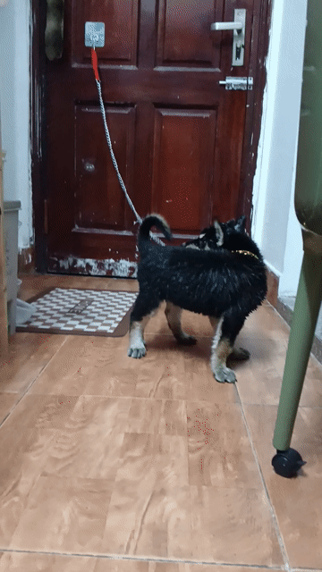 Chó con Đen Nâu đã tiêm phòng. Mua bán Chó tại Quận Ba Đình Hà Nội được đăng bởi Tiên Thủy hình 1