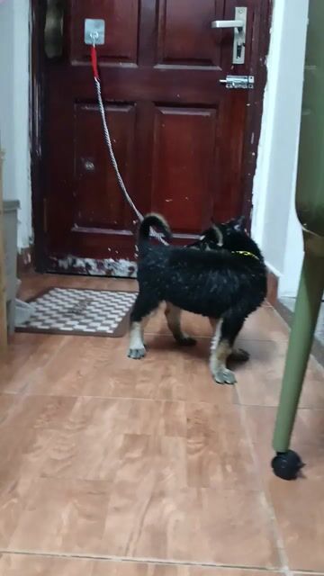 Chó con Đen Nâu đã tiêm phòng. Mua bán Chó tại Quận Ba Đình Hà Nội được đăng bởi Tiên Thủy hình 1