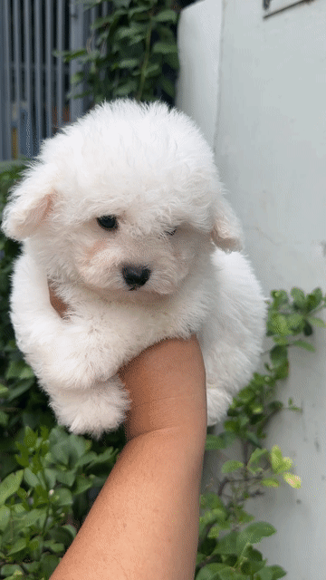 Chó Bichon Đực Mini Trắng 2.5 tháng. Mua bán Chó tại Quận Tân Phú Tp Hồ Chí Minh được đăng bởi thành hình 1