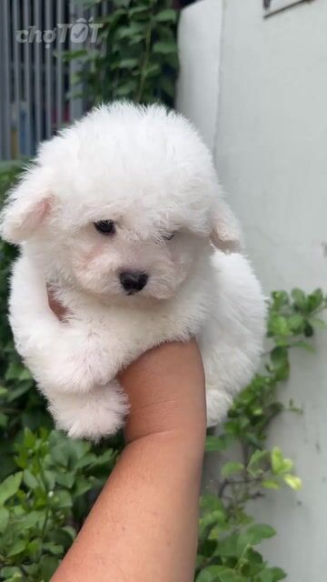 Chó Bichon Đực Mini Trắng 2.5 tháng. Mua bán Chó tại Quận Tân Phú Tp Hồ Chí Minh được đăng bởi thành hình 1