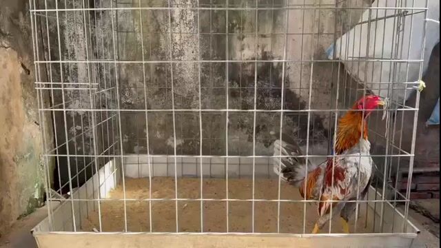 Gà Tre Mỹ Xám Cuban 1.6kg. Mua bán Gà tại Quận 8 Tp Hồ Chí Minh được đăng bởi Tấn Sang hình 1