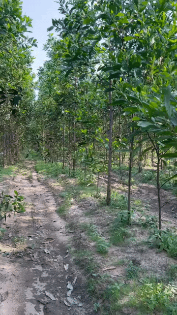 Mua bán Đất Huyện Hàm Tân Bình Thuận diện tích 30.048 m² giá 5 tỷ