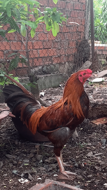 Gà chọi Đực. Mua bán Gà tại Thành phố Bến Tre Bến Tre được đăng bởi tran nam hình 1