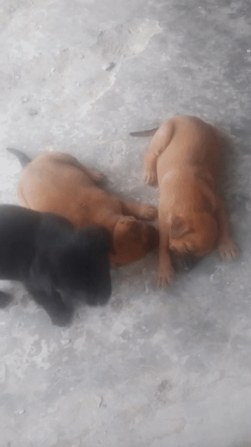 Chó Phú Quốc lai rê. Mua bán Chó tại Huyện Tam Nông Đồng Tháp được đăng bởi Thú Cưng  hình 1