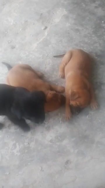 Chó Phú Quốc lai rê. Mua bán Chó tại Huyện Tam Nông Đồng Tháp được đăng bởi Thú Cưng  hình 1
